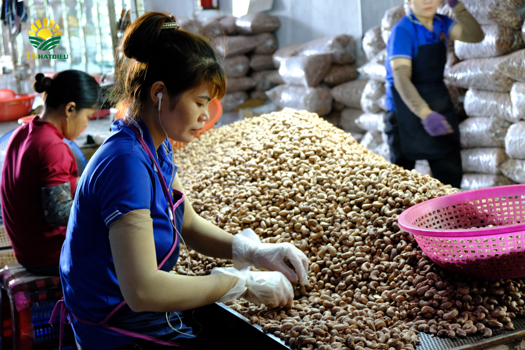 Giới Thiệu về TNhatdieu : Hạt điều rang muối 2021